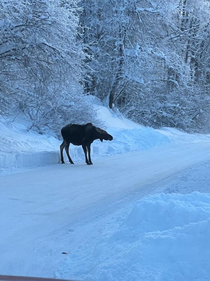 Alaskan Adventure Awaits! Eagle River Exteriör bild